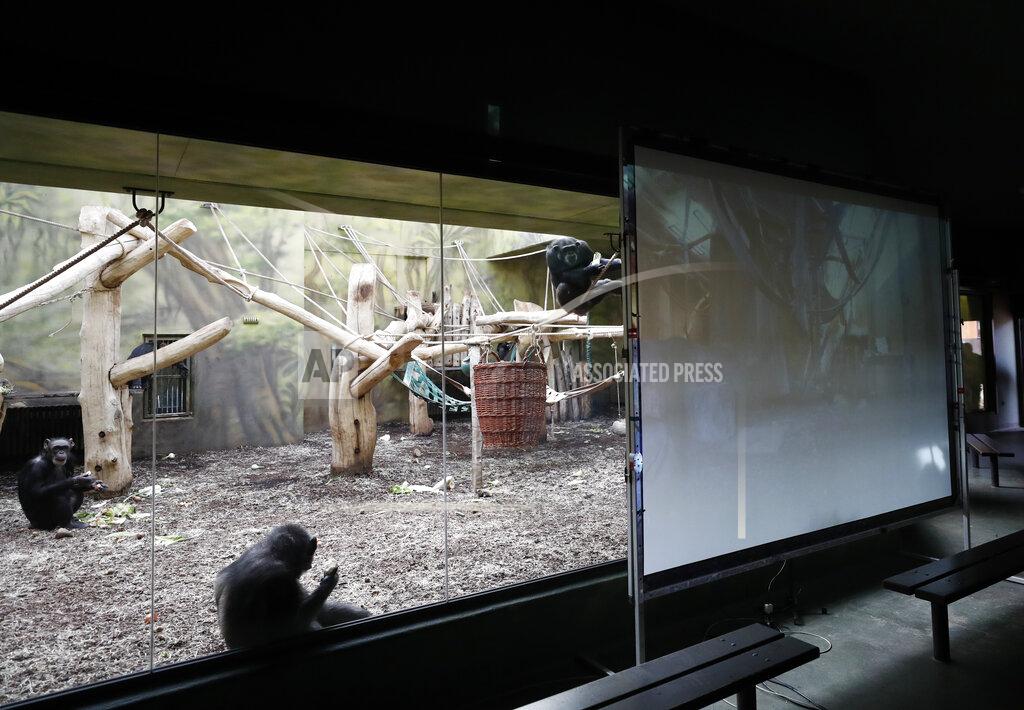 Petr David Josek Chimpanzees watch a screen set at the enclosure at the Safari Park in Dvur Kralove, Czech Republic, Monday, March 15, 2021. To enrich everyday life of their chimpanzees amid a strict lockdown, a zoo park in the Czech Republic has installed a big screen in their enclosure to broadcast for them what fellow chimpanzees are doing at a zoo in Brno. The Safari Park launched the experimental project to give the chimpanzees somebody to watch and give them some fun after crowds of visitors disappeared when the zoo was closed due to the coronavirus pandemic on Dec 18, 2020. (AP Photo/Petr David Josek)