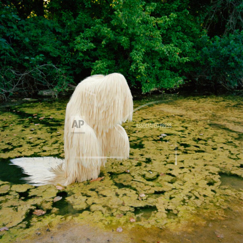 Uncredited This photo provided by Susi Brister shows work titled "613 Silky Straight in Swamp" by the artist Susi Brister. On Friday, April 23, 2021, The Associated Press reported on stories circulating online that incorrectly claimed the image shows "Lion's Mane mushrooms growing from a swamp" but it actually shows the work of art. (Susi Brister via AP)