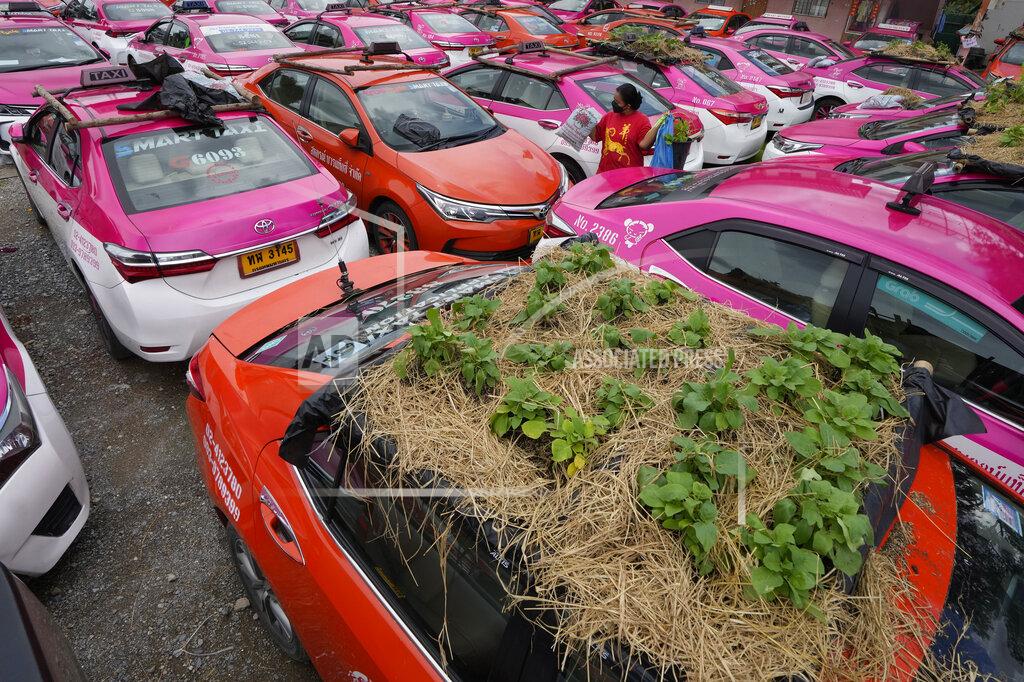 Sakchai Lalit Workers from two taxi cooperatives assemble miniature gardens on the rooftops of unused taxis parked in Bangkok, Thailand, Thursday, Sept. 16, 2021. Taxi fleets in Thailand are giving new meaning to the term “rooftop garden,” as they utilize the roofs of cabs idled by the coronavirus crisis to serve as small vegetable plots and raise awareness about the plight of out of work drivers. (AP Photo/Sakchai Lalit)
