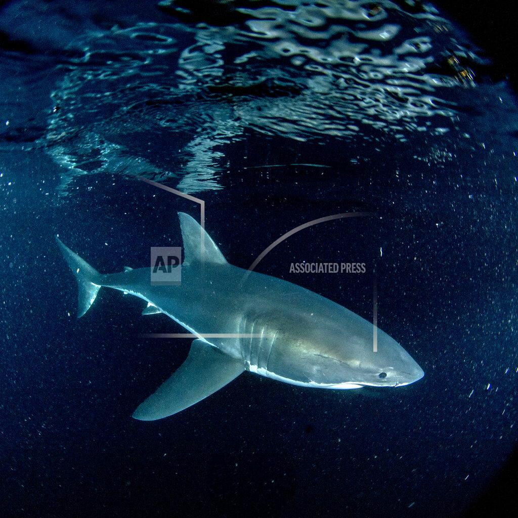 Uncredited This image released by Discovery Channel shows a scene from "Sharks of Neptune," airing Thursday as part of Shark Week 2020 on Discovery Channel. (Discovery via AP)