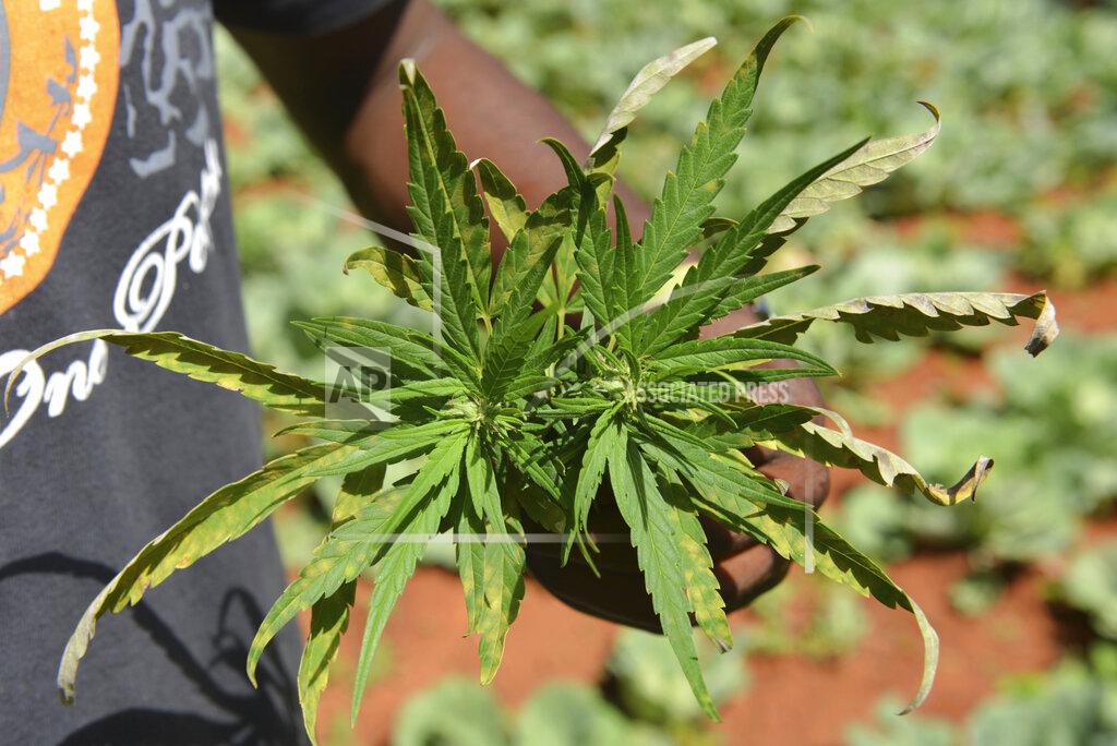 FILE - In this Aug. 29, 2013 file photo, farmer Breezy shows off the distinctive leaves of a marijuana plant during a tour of his plantation in Jamaica's central mountain town of Nine Mile. While the island has a regulated medical marijuana industry and decriminalized small amounts of weed in 2015, it is running low on the illegal market, due to heavy heavy rains followed by extended drought, an increase in consumption and a drop in the number of traditional marijuana farmers. (AP Photo/David McFadden, File)