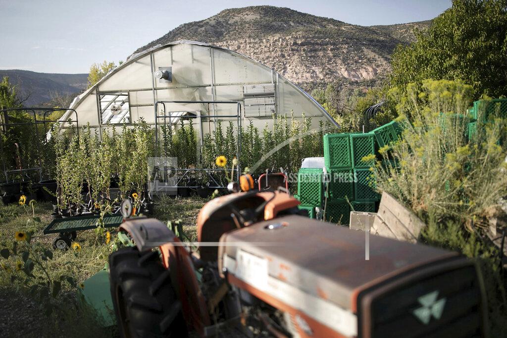 Hart Van Denburg In this Monday, Aug. 30, 2021, photo, the nursery at Montezuma Orchard in the McElmo Canyon is shown west of Cortez, Colo. Jude and Addie Schuenemeyer founded the Montezuma Orchard Restoration Project in 2014, working to preserve every kind of apple grown in Colorado. (Hart Van Denburg/Colorado Public Radio via AP)
