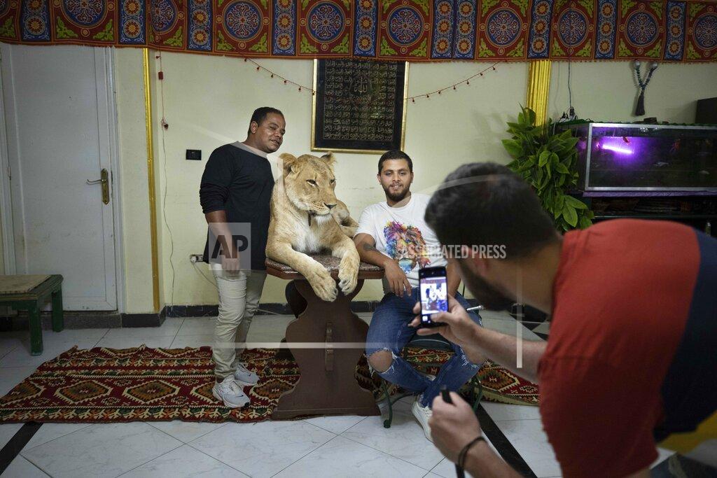 Nariman El-Mofty In this April 28, 2020 photo, Youssef el-Helw take a photo of 26-year-old lion tamer Ashraf el-Helw, right, with his team mate Mahmoud, who works at the national circus and 5-year-old female African lion 'Joumana,' after performing a show, part of a coronavirus stay home and stay safe call to encourage people to stay home, inside his family apartment, in Cairo, Egypt. With the national circus closed due to the pandemic, el-Helw has his big cats performing tricks at his Cairo apartment and posts performance videos on social media. (AP Photo/Nariman El-Mofty)
