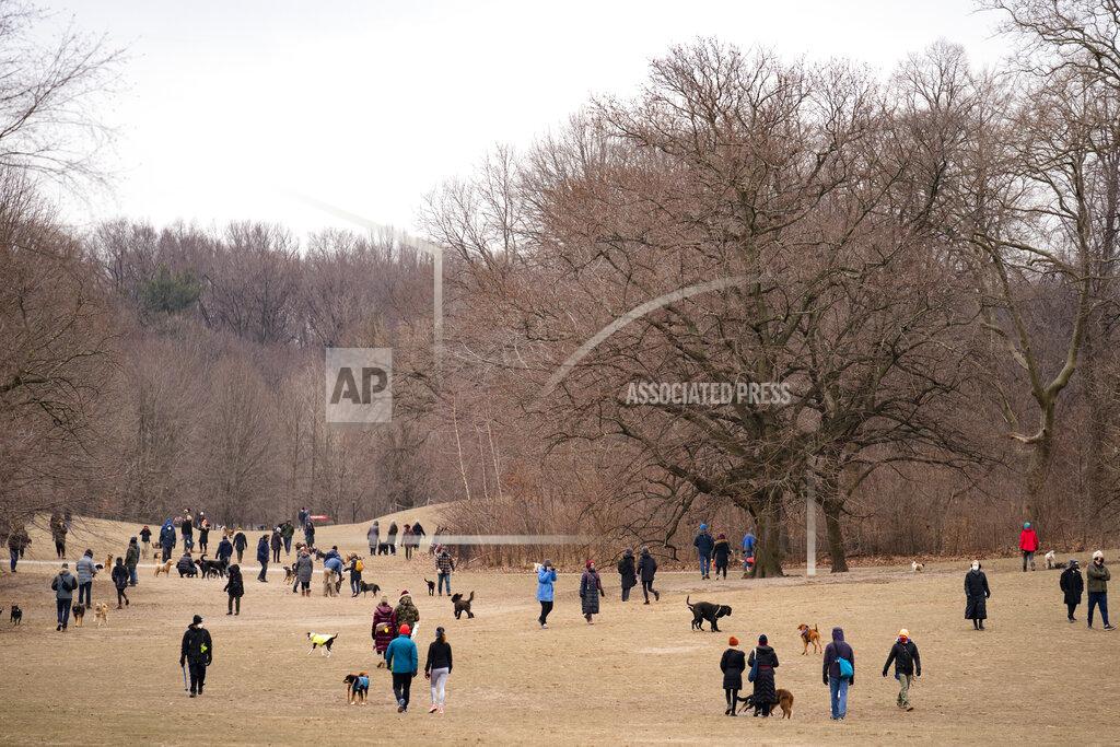 John Minchillo Dogs and their owners play in Prospect Park's Long Meadow during off-leash hours, Sunday, Jan. 31, 2021, in the Brooklyn borough of New York. Go to any dog park right now and you’ll probably find lively pandemic puppies, along with new owners learning the ins and outs of off-leash play. One of the silver linings of the pandemic is that many people are discovering the joys of dog ownership. (AP Photo/John Minchillo)