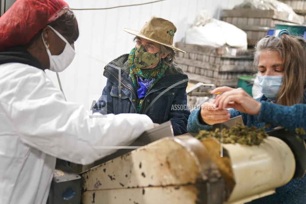 Seth Wenig Gail Hepworth, right, and Amy Hepworth, center, sisters and co-owners of Hepworth Farms, sort and trim hemp with Suekae Johnson, left, at Hepworth Farms in Milton, N.Y., Monday, April 12, 2021. Farmers dealing with depressed prices for plants that produce CBD extract are eager to take part in a statewide marijuana market expected to generate billions of dollars a year once retail sales start. They already know how to grow and process cannabis plants, since hemp is essentially the same plant with lower levels of THC, marijuana's active ingredient. Now they're waiting on rules that will allow them to switch seeds. (AP Photo/Seth Wenig)