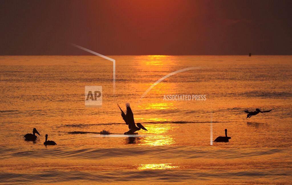L. Todd Spencer Brown pelicans gather in glassy ocean at the north end of Virginia Beach, Virginia, as the sun rises, Monday, Aug. 30, 2021. Squadrons of brown pelicans glide over the ocean at Virginia Beach’s North End on most summer mornings. Their pointy beaks and grayish-brown wings stand out against the blue horizon. They are latecomers to Virginia — breeding here was first documented in 1987 — and now they savor the state’s fish-rich coastal waterways.(L. Todd Spencer/The Virginian-Pilot via AP)