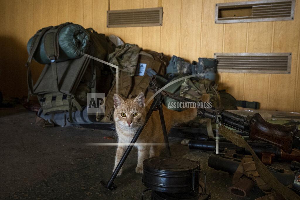 Mstyslav Chernov A cat roams near a gun of a Ukrainian serviceman in a recently retaken village on the outskirts of Kharkiv, east Ukraine, Saturday, May 14, 2022. (AP Photo/Mstyslav Chernov)