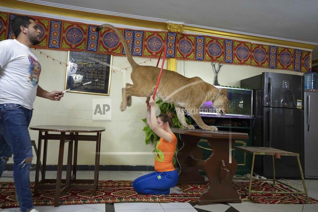 Nariman El-Mofty In this April 28, 2020 photo, 26-year-old lion tamer Ashraf el-Helw leads a show, part of a coronavirus stay home and stay safe call to encourage people to stay home, with his 5-year-old female African lion 'Joumana' and his sister Bushra el-Helw, inside their apartment, in Cairo, Egypt. With Egypt's national circus closed due to the pandemic, el-Helw has his big cats performing tricks at his Cairo apartment and posts performance videos on social media. (AP Photo/Nariman El-Mofty)