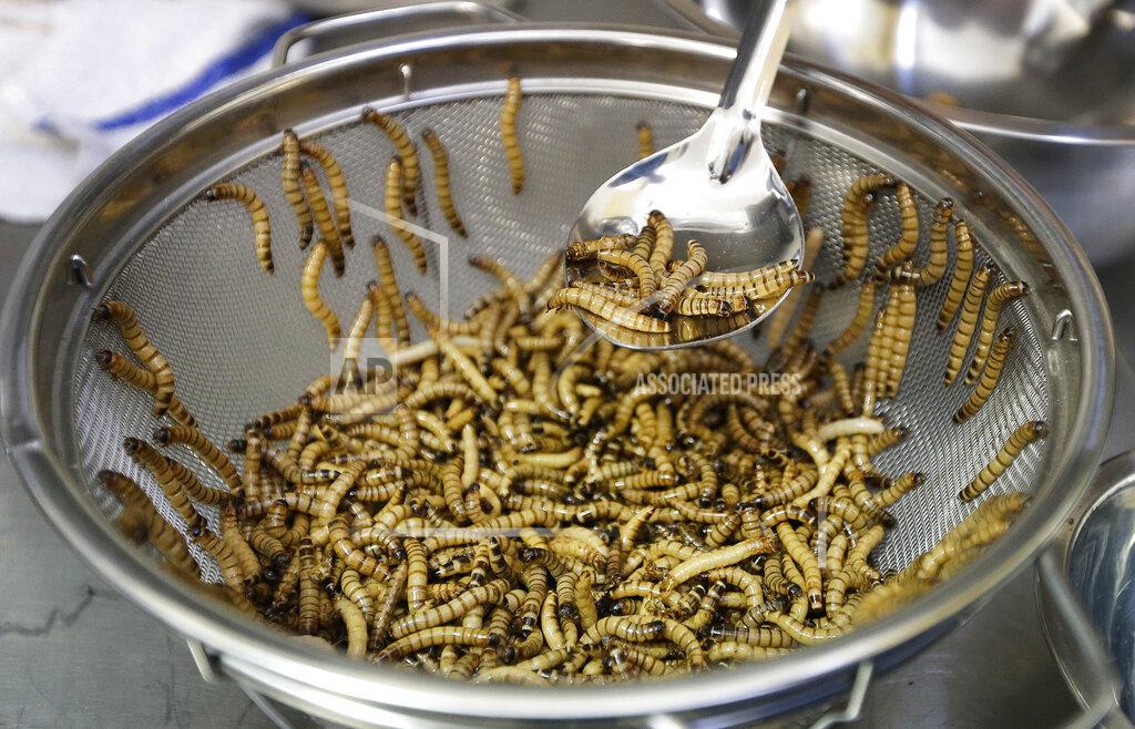 FILE - In this Feb. 18, 2015 file photo, meal worms are sorted before being cooked in San Francisco. The vaunted Mediterranean diet and the French “bon gout” are getting some competition: The European food safety agency says worms are safe to eat. The Parma-based agency published a scientific opinion Wednesday on the safety of dried yellow mealworms and gave them a thumbs up. Researchers said the worms, either eaten whole or in powdered form, are a protein-rich snack or ingredient for other foods. (AP Photo/Ben Margot)