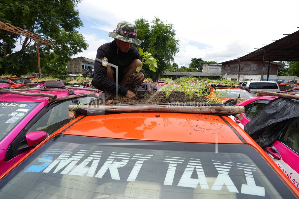 Sakchai Lalit Workers from two taxi cooperatives assemble miniature gardens on the rooftops of unused taxis parked in Bangkok, Thailand, Thursday, Sept. 16, 2021. Taxi fleets in Thailand are giving new meaning to the term “rooftop garden,” as they utilize the roofs of cabs idled by the coronavirus crisis to serve as small vegetable plots and raise awareness about the plight of out of work drivers. (AP Photo/Sakchai Lalit)