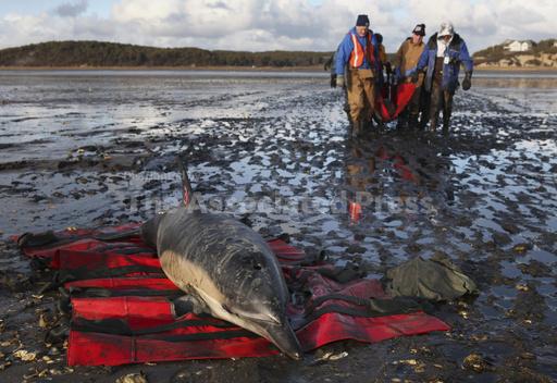 Cape Cod strands more dolphins than anywhere else. Now... - Vimarsana News