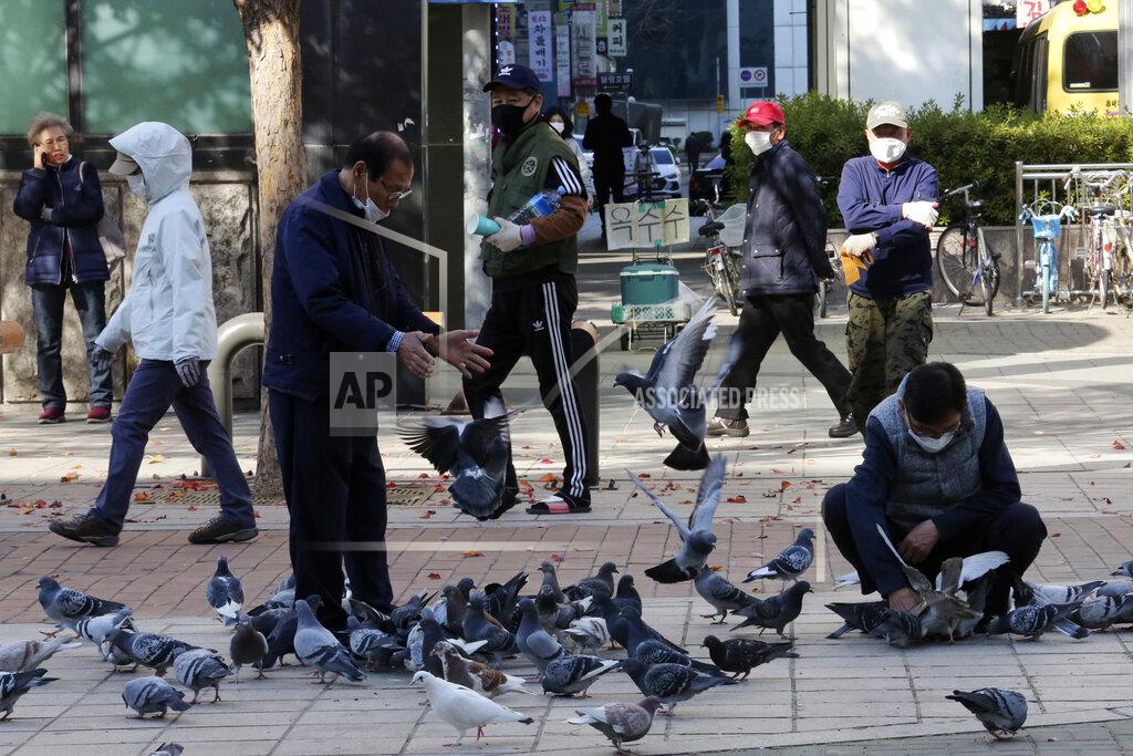 People wearing face masks to help protect against the spread of the coronavirus feed pigeons on a street in Goyang, South Korea, Wednesday, Nov. 11, 2020. (AP Photo/Ahn Young-joon)