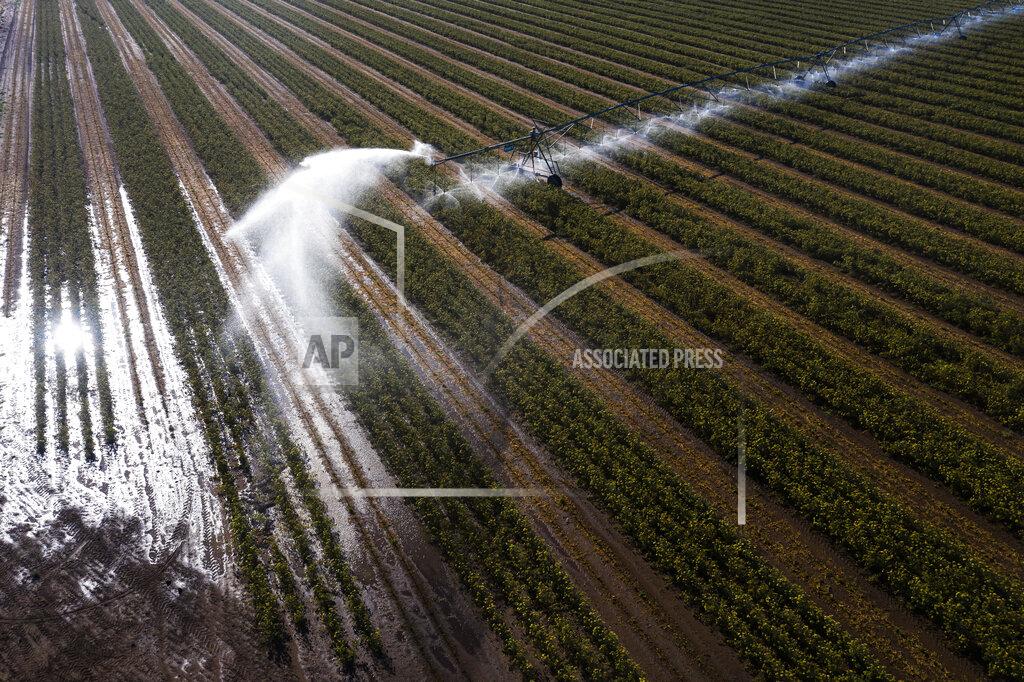 Nathan Howard An irrigation sprinkler waters carrot plants at Smith Rock Ranch in the Central Oregon Irrigation District on Tuesday, Aug. 31, 2021, in Terrebonne, Ore. The stark contrast between the water haves and have-nots two hours southeast of Portland has brought new urgency to efforts to share the resource. (AP Photo/Nathan Howard)