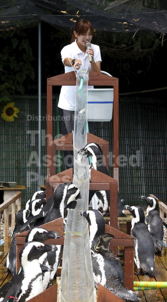 Penguins' favorite food | Buy Photos | AP Images | DetailView