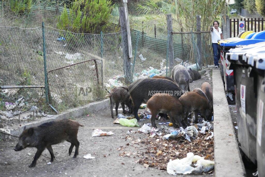 Gregorio Borgia Wild boars eat garbages near trash bins in Rome, Friday, Sept. 24, 2021. They have become a daily sight in Rome, families of wild boars trotting down the city streets, sticking their snouts in the garbage looking for food. Rome's overflowing rubbish bins have been a magnet for the families of boars who emerge from the extensive parks surrounding the city to roam the streets scavenging for food. (AP Photo/Gregorio Borgia)