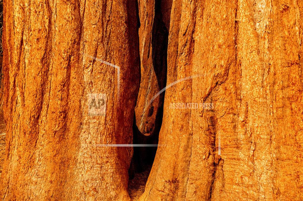 Noah Berger Sequoia trees stand in Lost Grove along Generals Highway as the KNP Complex Fire burns about 15 miles away on Friday, Sept. 17, 2021, in Sequoia National Park, Calif. (AP Photo/Noah Berger)
