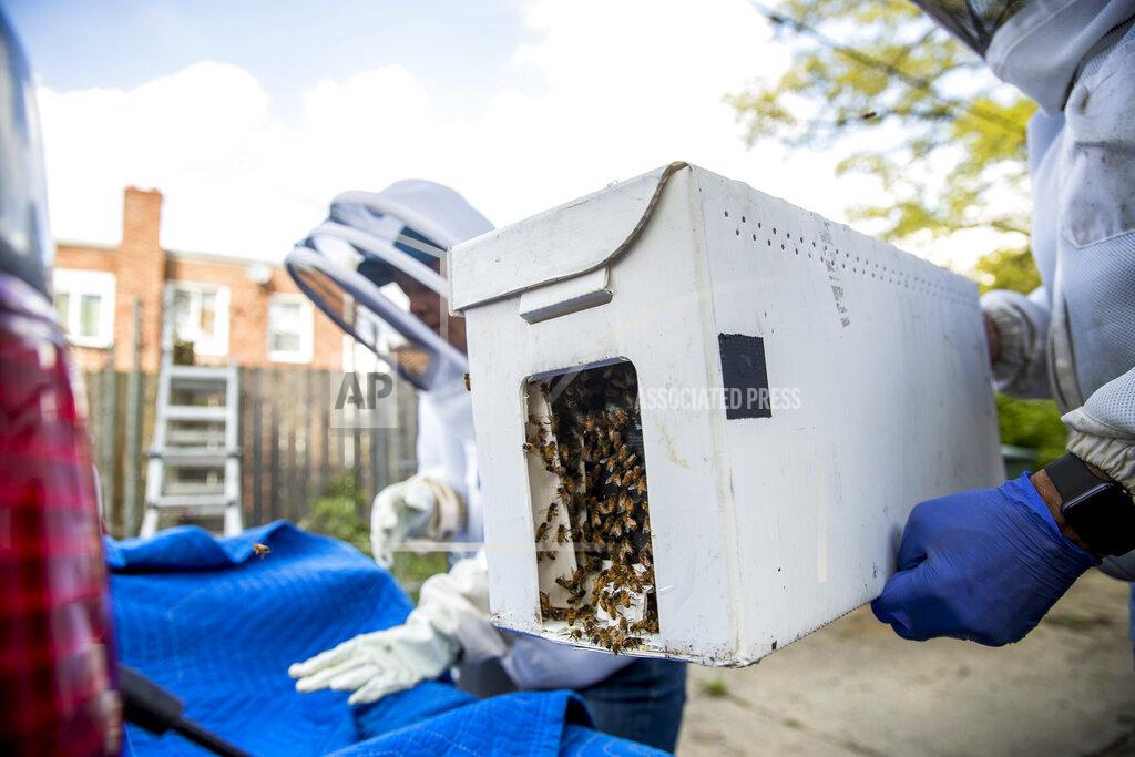 Beekeepers Sean Kennedy, right, and Erin Gleeson, left, pack up a bee box full of honeybees they removed from a fence line in a neighborhood in Anacostia, Monday, April 20, 2020, in Washington. Over the last year, beekeepers in the U.S. lost 43.7% of their honeybee colonies, according to the Bee Informed Partnership. (AP Photo/Andrew Harnik)