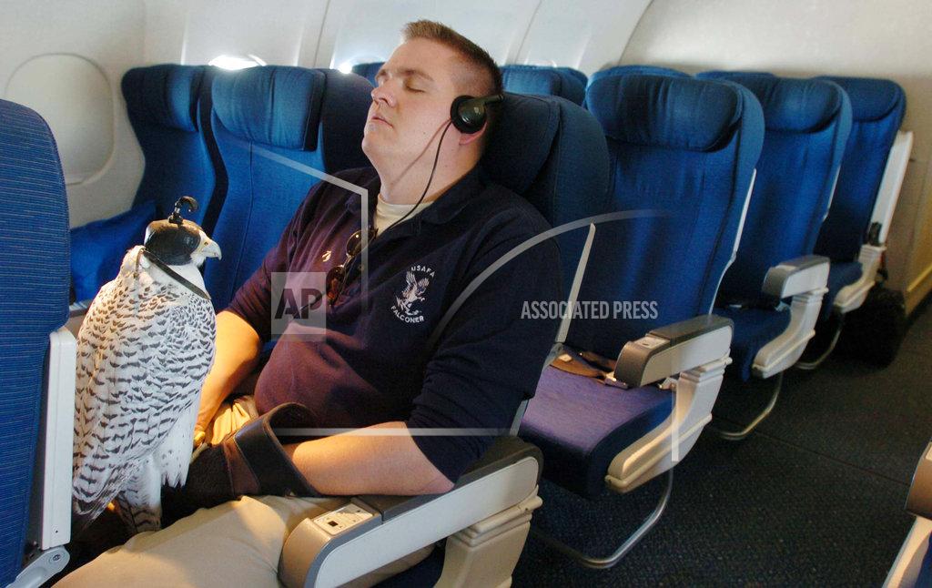 Jerilee Bennett In a photo taken in 2004, then Air Force Academy cadet Tyler Young and falcon Aurora, one of the academy's official mascots, rest aboard an airplane in Air Force Academy, Colo., before flying to Chicago for a college fair. Aurora, injured at West Point during an apparent prank before the annual rivalry game between the two service academies Saturday, Nov. 3, 2018, is back home and showing signs of improvement. (Jerilee Bennett/The Gazette via AP)