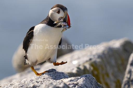 Maine's puffin colonies recovering in the face of clima... - Vimarsana News