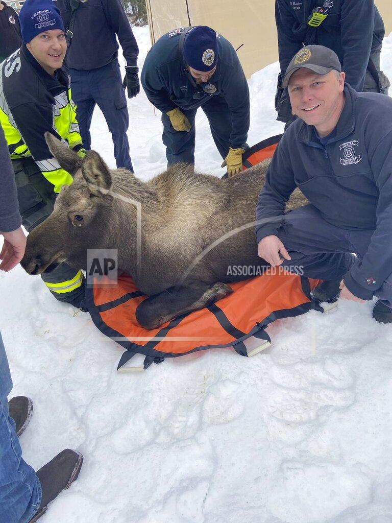 Capt. Josh Thompson In this image provided by Central Emergency Services for the Kenai Peninsula Borough, firefighters from Central Emergency Services with personnel from the Alaska Wildlife Troopers and Alaska Department of Fish and Game help carry a moose out of a house after it had fallen through a window well at a home in Soldotna, Alaska, on Sunday, Nov. 20, 2022. The moose was tranquilized and removed from the house on a stretcher, revived and set loose back into the wild. (Capt. Josh Thompson/Central Emergency Services via AP)