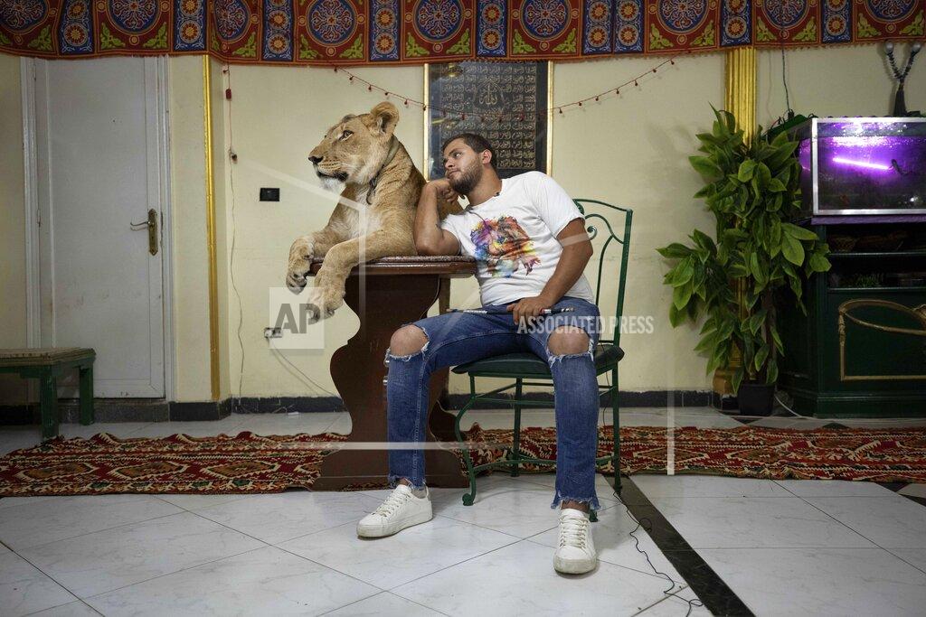 Nariman El-Mofty In this April 28, 2020 photo, 26-year-old lion tamer Ashraf el-Helw sits next to his 5-year-old female African lion 'Joumana,' after preforming a show, part of a coronavirus stay home and stay safe call to encourage people to stay home, inside his family apartment, in Cairo, Egypt. With the national circus closed due to the pandemic el-Helw has his big cats performing tricks at his Cairo apartment and posts performance videos on social media. (AP Photo/Nariman El-Mofty)