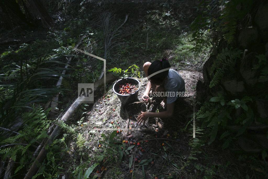Binsar Bakkara A young girl collects palm oil fruit on a palm oil plantation in Sumatra, Indonesia, Nov. 13, 2017. Some workers who fail to meet impossibly high quotas can see their wages reduced, forcing entire families into the fields to make the daily number. (AP Photo/Binsar Bakkara)