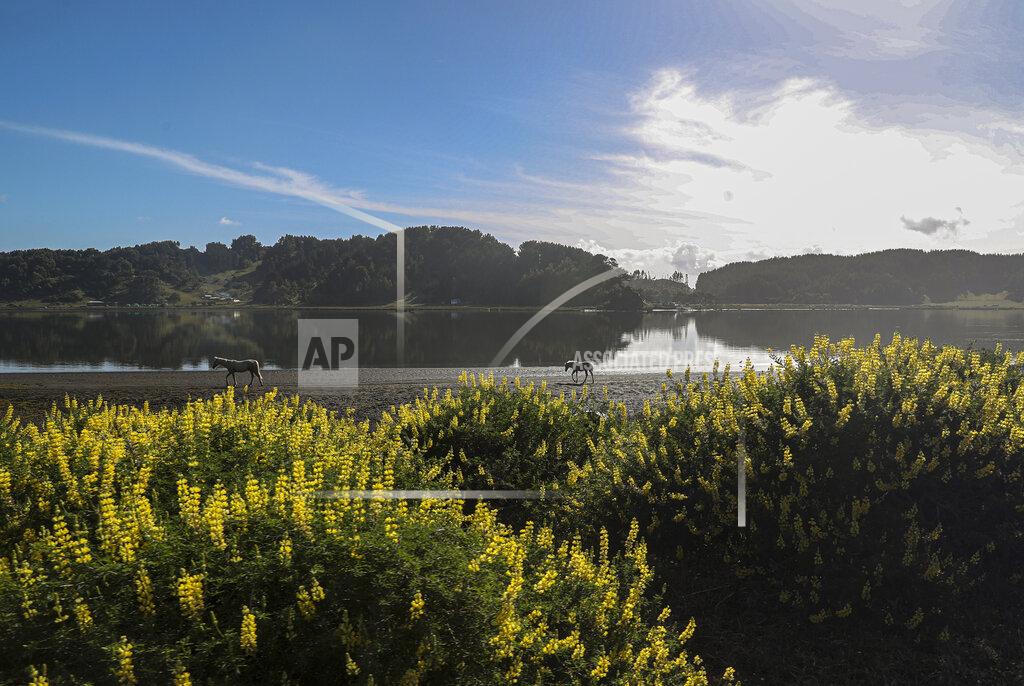 Esteban Felix Horses walk on the shore of the Imperial river in Carahue, La Araucania, Chile, Sunday, Dec. 13, 2020. The total eclipse will be visible from Chile and the northern Patagonia region of Argentina, and as a partial solar eclipse in Bolivia, Brazil, Ecuador, Paraguay, Peru and Uruguay. (AP Photo/Esteban Felix)
