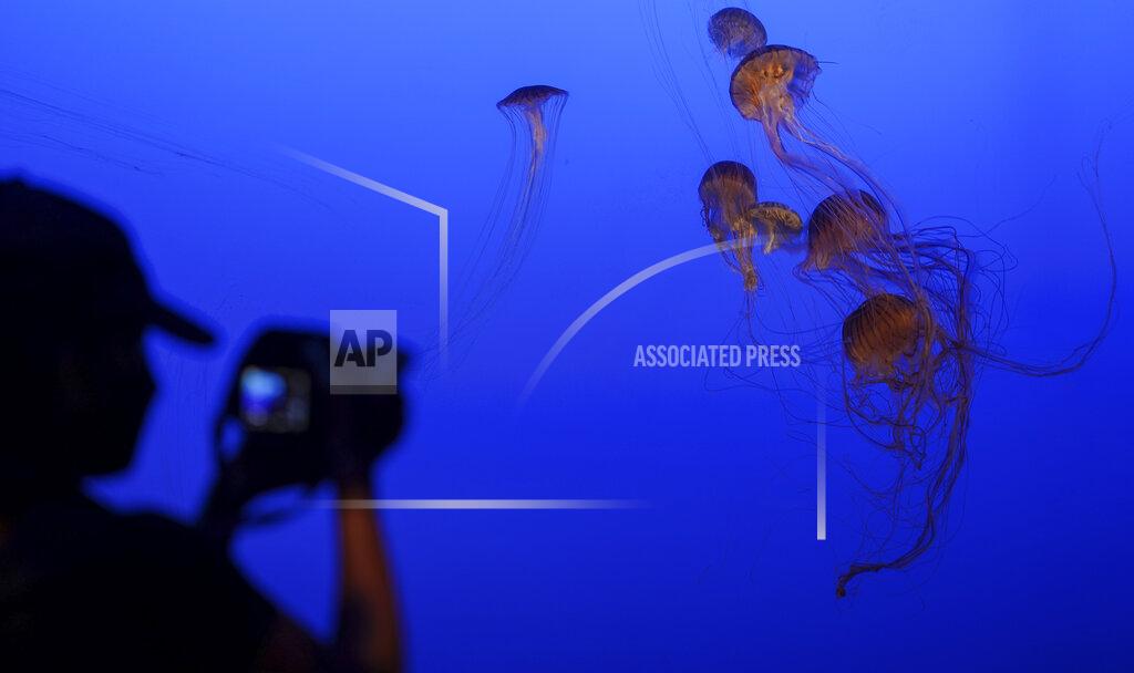 Bebeto Matthews A visitor makes a photo of stinging jellyfish in the "Spineless" exhibit at the New York Aquarium, Monday, Aug. 24, 2020, in New York. The aquarium re-opened to members only who had to reserve tickets online to limit attendance. New York City was by far the hardest-hit U.S. city by the pandemic, but it's also home to world-class cultural institutions that used to — and city leaders hope will once again — draw millions. (AP Photo/Bebeto Matthews)