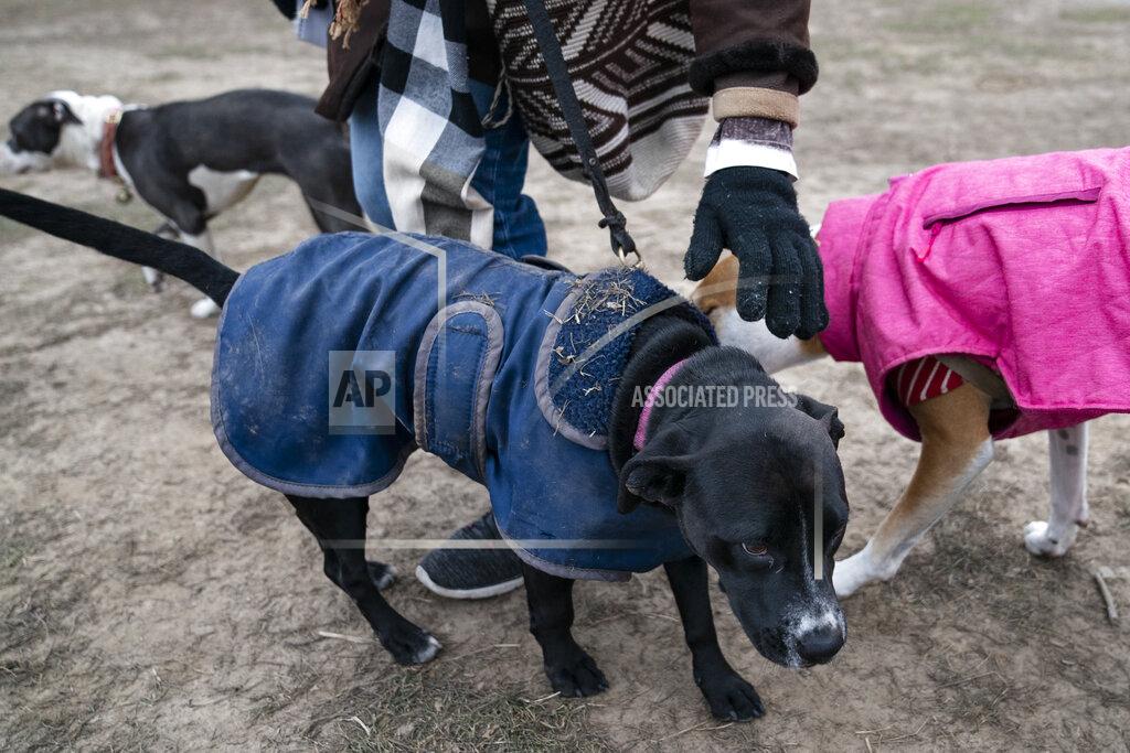 John Minchillo Dogs arrive to play at Prospect Park's Long Meadow during off-leash hours, Sunday, Jan. 31, 2021, in the Brooklyn borough of New York. Go to any dog park right now and you’ll probably find lively pandemic puppies, along with new owners learning the ins and outs of off-leash play. One of the silver linings of the pandemic is that many people are discovering the joys of dog ownership. (AP Photo/John Minchillo)