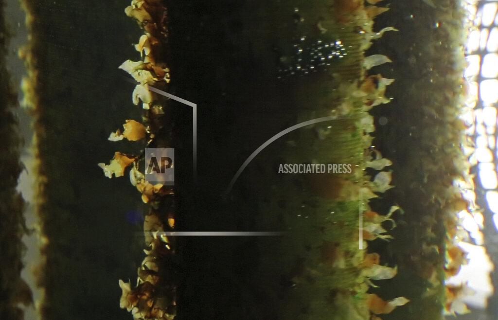 Robert F. Bukaty In this Wednesday, Nov. 4, 2015, photo, kelp grows on spools of twine at a lab at the University of New England in Biddeford, Maine. Seaweed started in a nursery is being transferred to aquaculture farms in coastal Maine waters. (AP Photo/Robert F. Bukaty)