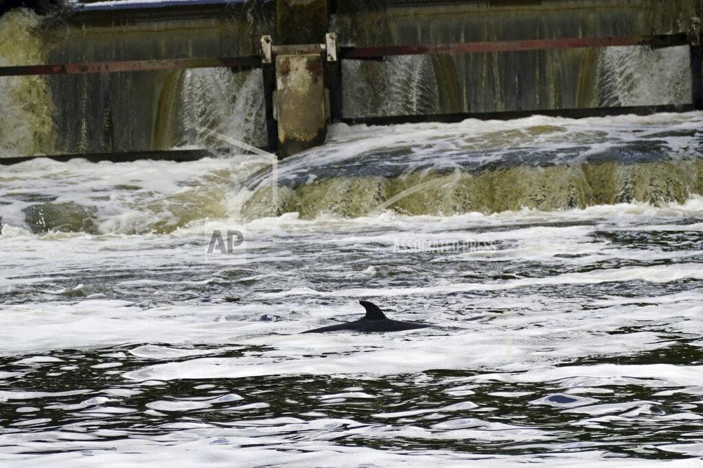Yui Mok A Minke whale, which was freed on Sunday after it became stuck on Richmond lock's boat rollers but has remained in the Thames, is seen near Teddington Lock in London, Monday, May 10, 2021. A Port of London Authority spokesperson said a whale had never been seen this far up the Thames before, some 95 miles from its mouth. (Yui Mok/PA via AP)