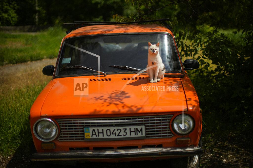 Francisco Seco A cat sits on a car in a public park in Bakhmut, eastern Ukraine, Tuesday, May 24, 2022. No matter where they live, the 3-month-old war never seems to be far away for Ukrainians. Those in towns and villages near the front lines hide in basements from constant shelling, struggling to survive with no electricity or gas — and often no running water. But even in regions out of the range of the heavy guns, frequent air raid sirens wail as a constant reminder that a Russian missile can strike at any time — even for those walking their dogs, riding their bicycles and taking their children to parks in cities like Kyiv, Kharkiv, Odesa and Lviv.(AP Photo/Francisco Seco)