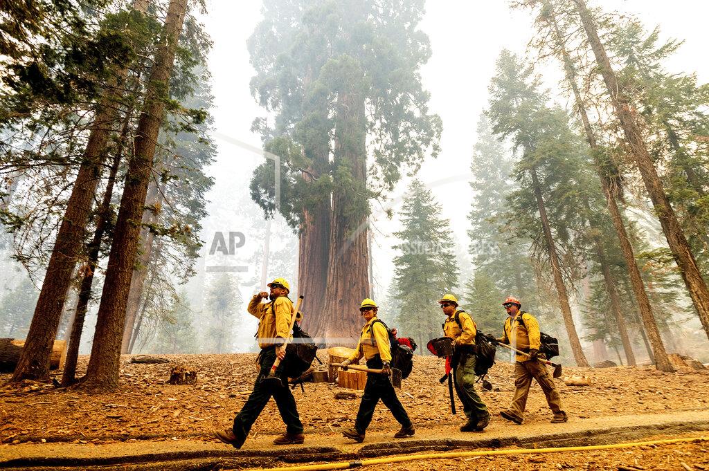 Noah Berger Firefighters battle the Windy Fire as it burns in the Trail of 100 Giants grove of Sequoia National Forest, Calif., on Sunday, Sept. 19, 2021. (AP Photo/Noah Berger)