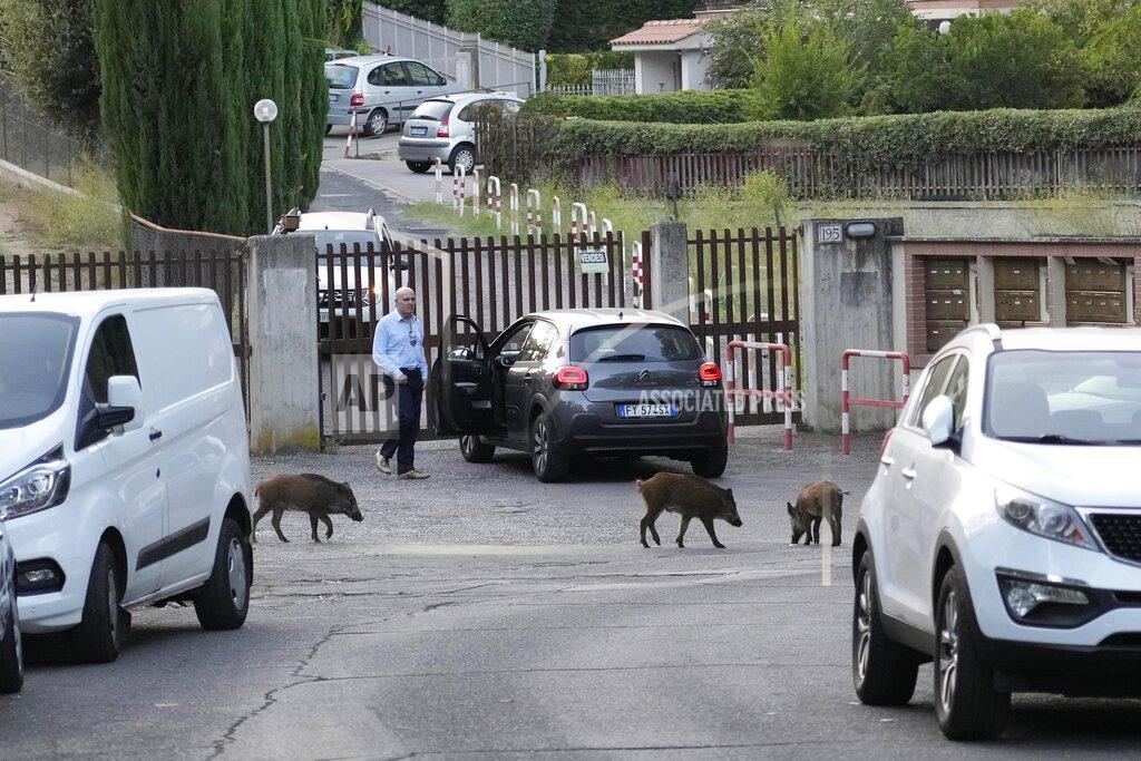Gregorio Borgia Wild boars cross a street in Rome, Friday, Sept. 24, 2021. They have become a daily sight in Rome, families of wild boars trotting down the city streets, sticking their snouts in the garbage looking for food. Rome's overflowing rubbish bins have been a magnet for the families of boars who emerge from the extensive parks surrounding the city to roam the streets scavenging for food. (AP Photo/Gregorio Borgia)