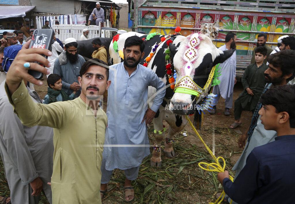 Muhammad Sajjad A man takes selfie with a decorated bull while he visits a cattle market to buy animals for the upcoming Muslim Eid al-Adha, or Feast of Sacrifice holiday, are seen through an arch of a nearby building, in Peshawar, Pakistan, Monday, July 19, 2021. (AP Photo/Muhammad Sajjad)