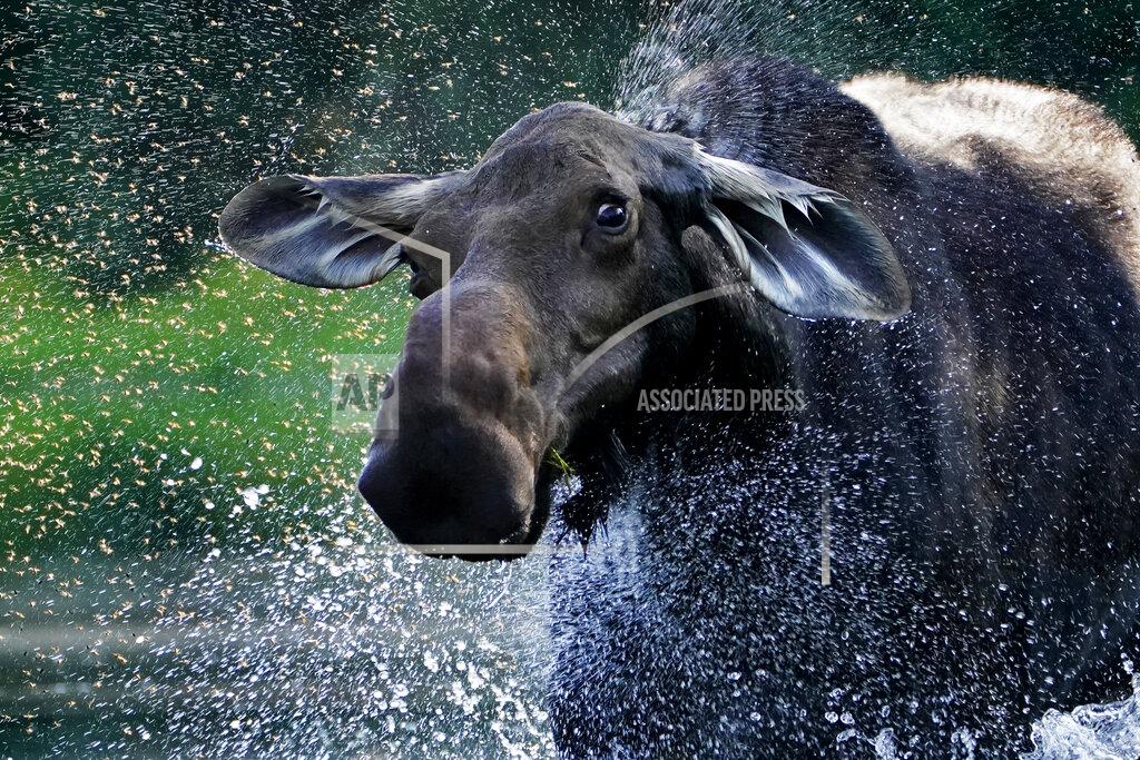 Robert F. Bukaty A cow moose shakes water and a swarm of insects from its fur while feeding in Lobster Stream, Thursday, Aug. 13, 2020, in Lobster Township, Maine. While summer insects are a nuisance to the animals, winter ticks have killed thousands of moose in New England. (AP Photo/Robert F. Bukaty)