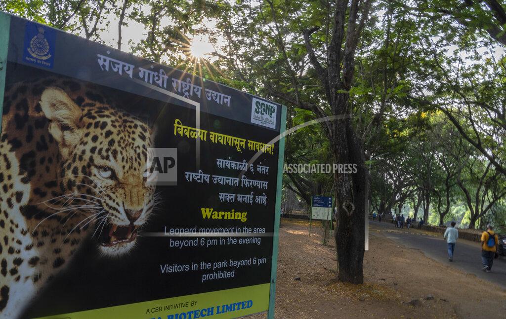 Rafiq Maqbool A warning signboard stands in Sanjay Gandhi National Park, which prohibits visitors and daily walkers from walking in the forest after 6 PM, a time considered most active for leopards, in Mumbai, India, Wednesday, April 6, 2022. Los Angeles and Mumbai, India are the world’s only megacities of 10 million-plus where large felines breed, hunt and maintain territory within urban boundaries. Long-term studies in both cities have examined how the big cats prowl through their urban jungles, and how people can best live alongside them. (AP Photo/Rafiq Maqbool)