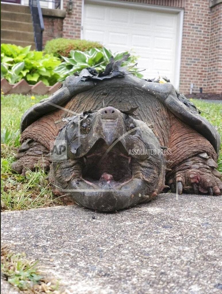 This 2020 photo provided by the Fairfax County Police Department shows a 65-pound (29-kilogram) alligator snapping turtle in Alexandria, Va. The turtle, dubbed Lord Fairfax, who was repeatedly crossing a residential road in the Alexandria area, according to Fairfax County Police, has found a new home at a Virginia zoo. (Fairfax County Police Department via AP)