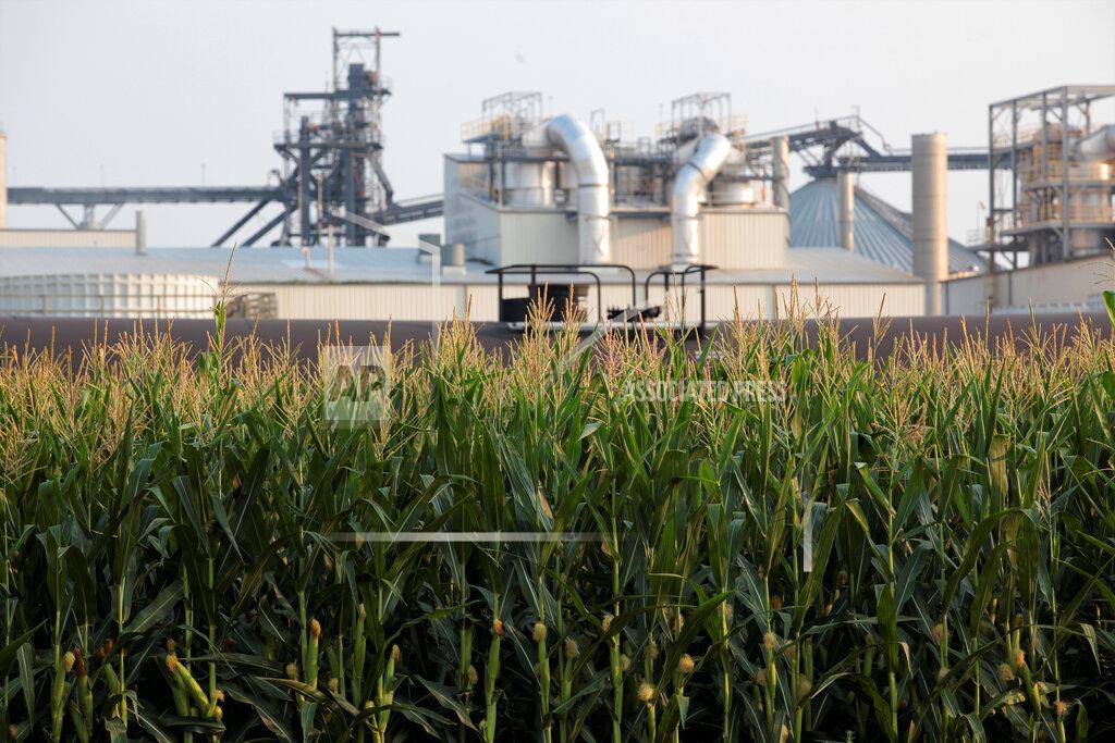 Stephen Groves Project developers plan to build carbon capture pipelines connecting dozens of Midwestern ethanol refineries, such as this one in Chancellor, South Dakota, shown on Thursday, July 22, 2021. Corn absorbs the greenhouse gas carbon dioxide, but the process of fermenting it into ethanol releases carbon dioxide emissions. (AP Photo/Stephen Groves)