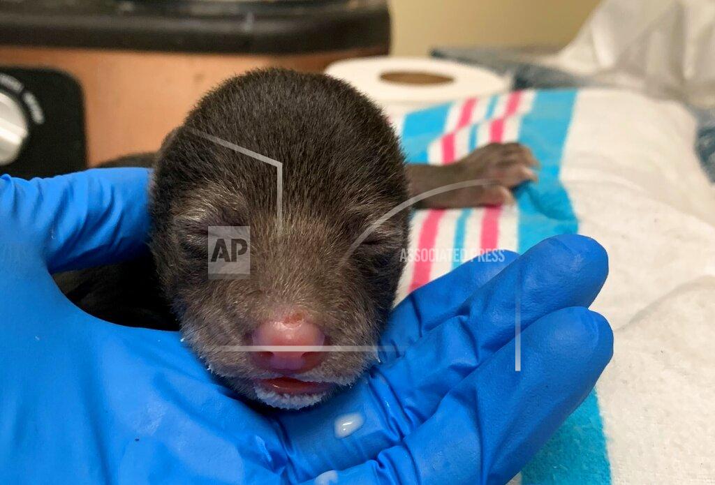 In this photo provided by the Wildlife Center of Virginia, a male black bear cub who was admitted to the center on Thursday, Feb. 6, 2020, in Waynesboro, Va. is cared for by staff members. The cub was rescued the night before in Washington County when a family dog brought it home to its owners. The baby is being resettled with a mother bear and her biological cubs. (Wildlife Center of Virginia via AP)