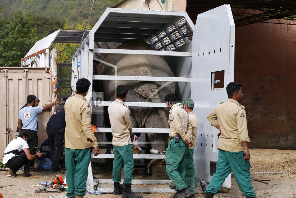 Anjum Naveed Pakistani wildlife workers arrange an elephant named Kaavan into a crate for transporting him to a sanctuary in Cambodia, at the Marghazar Zoo in Islamabad, Pakistan, Sunday, Nov. 29, 2020. Kavaan, the world's loneliest elephant, who became a cause celebre in part because America's iconic singer and actress Cher joined the battle to save him from his desperate conditions at the zoo. (AP Photo/Anjum Naveed)