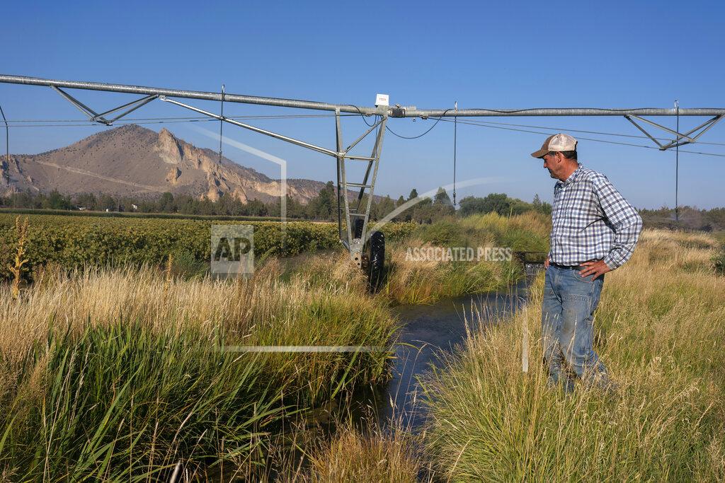 Nathan Howard Matt Lisignoli walks near an irrigation sprinkler as it waters carrot plants on his farm, Smith Rock Ranch, in the Central Oregon Irrigation District on Wednesday, Sept. 1, 2021, in Terrebonne, Ore. The stark contrast between the water haves and have-nots two hours southeast of Portland has brought new urgency to efforts to share the resource. "It's like the Wizard of Oz. ... It's shocking the difference," said Lisignoli, a farmer who got nearly five times more water on his land in one irrigation district than on his land in another. (AP Photo/Nathan Howard)