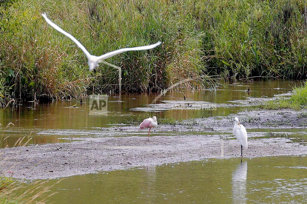 Eric Seals A roseate spoonbill, center, rests on a sandbar in a marshy area of Wilderness Park off Saline-Milan Road in Saline, Mich., on Tuesday, July 20, 2021. The bird typically lives in the Gulf Coast region. (Eric Seals/Detroit Free Press via AP)