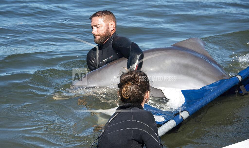 Andy Newman In this photo provided by the Florida Keys News Bureau, Adam Keaton, director of animal care and habitat at Dolphin Research Center, moves Ranger, a juvenile bottlenose dolphin, off a stretcher and into one of the facility's Florida Bay-fed lagoons Thursday, May 12, 2022, in Marathon, Fla. The male was flown March 25, to the Florida Keys from the Texas State Aquarium Wildlife Rescue Center after being rescued in June 2021 from Goose Island State Park in Texas, suffering from a respiratory infection and dehydration following his mother's death. Because the dolphin can't be released, National Marine Fisheries Service chose DRC to be his forever home. (Andy Newman/Florida Keys News Bureau via AP)