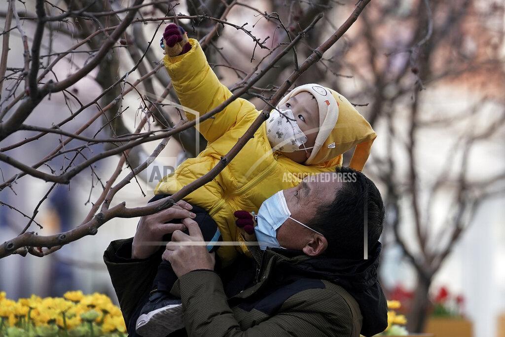 Andy Wong A man holds up a child, both wearing face masks to help curb the spread of the coronavirus, to reach out a tree branches at the Wangfujing shopping district in Beijing, Monday, Jan. 18, 2021. A Chinese province grappling with a spike in coronavirus cases is reinstating tight restrictions on weddings, funerals and other family gatherings, threatening violators with criminal charges. (AP Photo/Andy Wong)