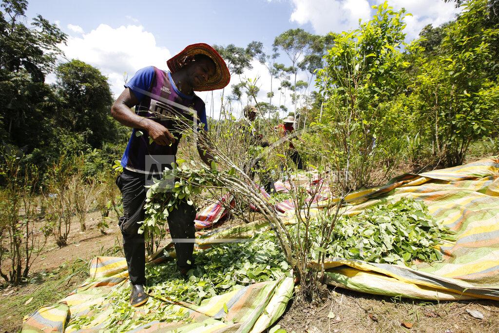 FILE - In this March 3, 2017 photo, a peasant harvests coca leaves in Puerto Bello, in the southern Colombia's state of Putumayo. The amount of land in Colombia being used to harvest coca, the plant used to make cocaine, ticked up again last year, continuing record highs despite a renewed campaign to manually eradicate the plant, new data from the White House said Thursday, March 5, 2020. (AP Photo/Fernando Vergara, File)