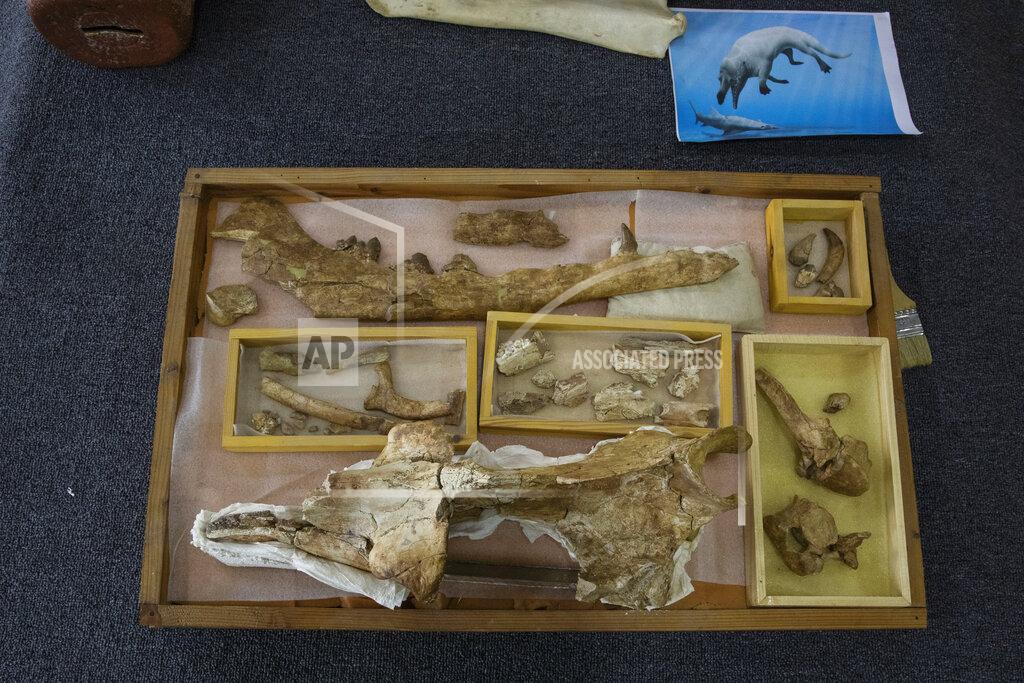Nariman El-Mofty The fossils of a 43 million-year-old four-legged prehistoric whale known as the "Phiomicetus Anubis," in an evolution of whales from land to sea, which was unearthed over a decade ago in Fayoum in the Western Desert of Egypt, at the university's paleontology department lab, in the Nile Delta city of Mansoura, 110 kilometers (70 miles) north of Cairo, Egypt, Sunday, Sept. 12, 2021. (AP Photo/Nariman El-Mofty)