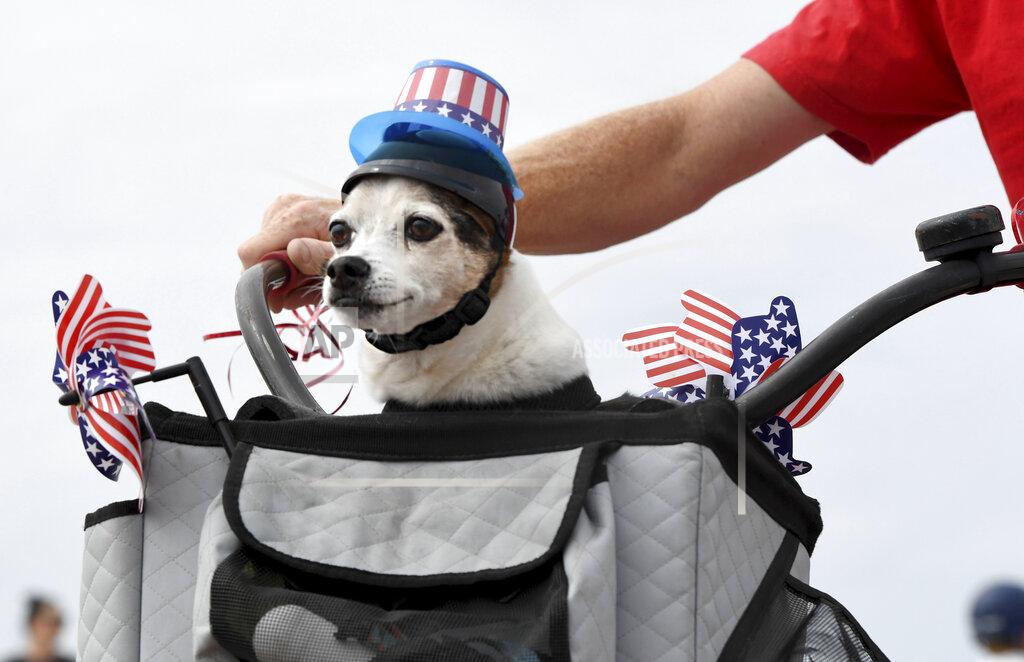 Brittany Murray Patriotic canines joined Justin Rudd's Great American 4th of July Kids Bike Parade in Long Beach, Calif., on Monday, July 4, 2022. (Brittany Murray/The Orange County Register via AP)
