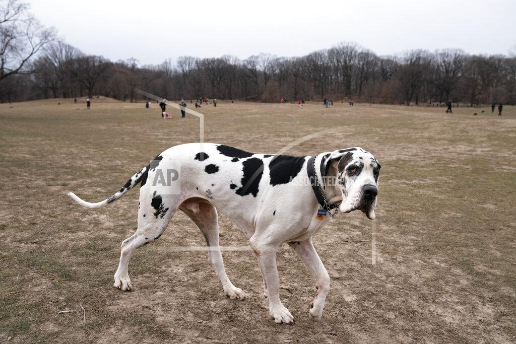 John Minchillo Moose, a great Dane, enters a Long Meadow during off-leash hours for dogs and their owners, Sunday, Jan. 31, 2021, in the Brooklyn borough of New York. Go to any dog park right now and you’ll probably find lively pandemic puppies, along with new owners learning the ins and outs of off-leash play. One of the silver linings of the pandemic is that many people are discovering the joys of dog ownership. (AP Photo/John Minchillo)