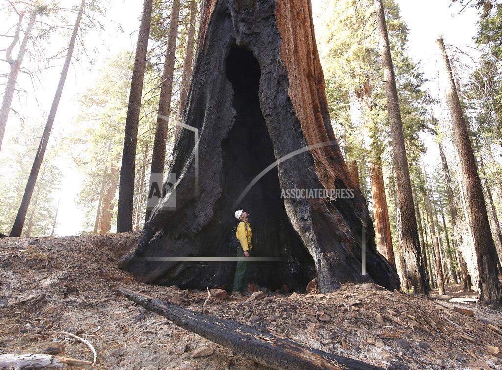 Gary Kazanjian FILE - Assistant Fire Manager Leif Mathiesen, of the Sequoia & Kings Canyon Nation Park Fire Service, looks for an opening in the burned-out sequoias from the Redwood Mountain Grove which was devastated by the KNP Complex fires earlier in the year in the Kings Canyon National Park, Calif., on Nov. 19, 2021. Thousands of sequoias have been killed by wildfires in recent years. (AP Photo/Gary Kazanjian, File)
